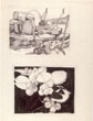 Studies for prints: Campfire and Snowberries